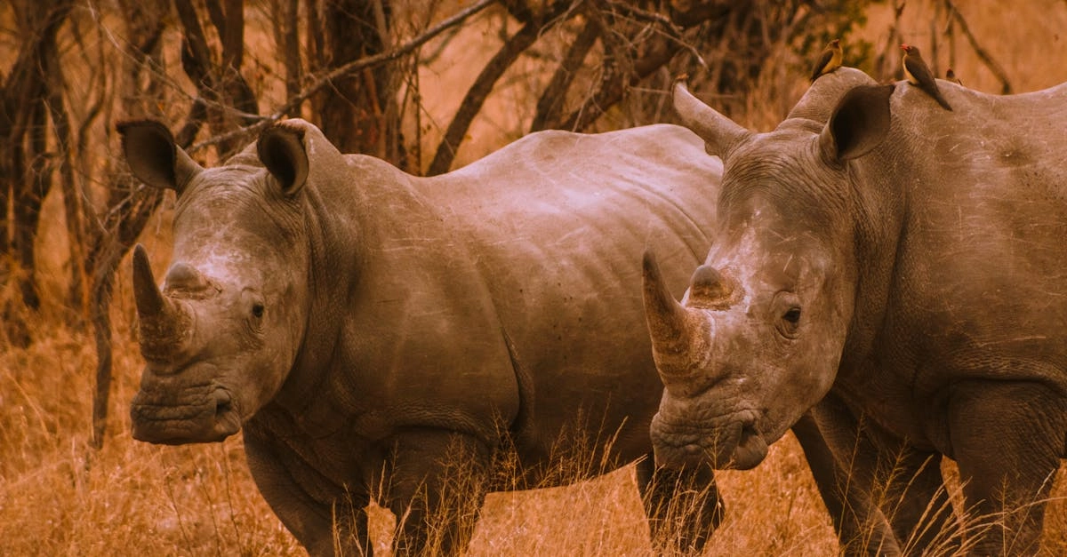 Great Rhino Megaways слот с африканскими животными и азартной механикой